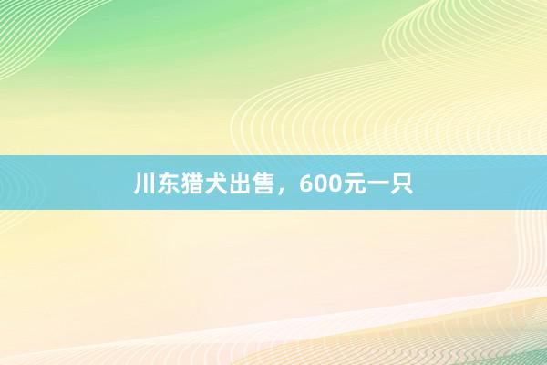 川东猎犬出售，600元一只